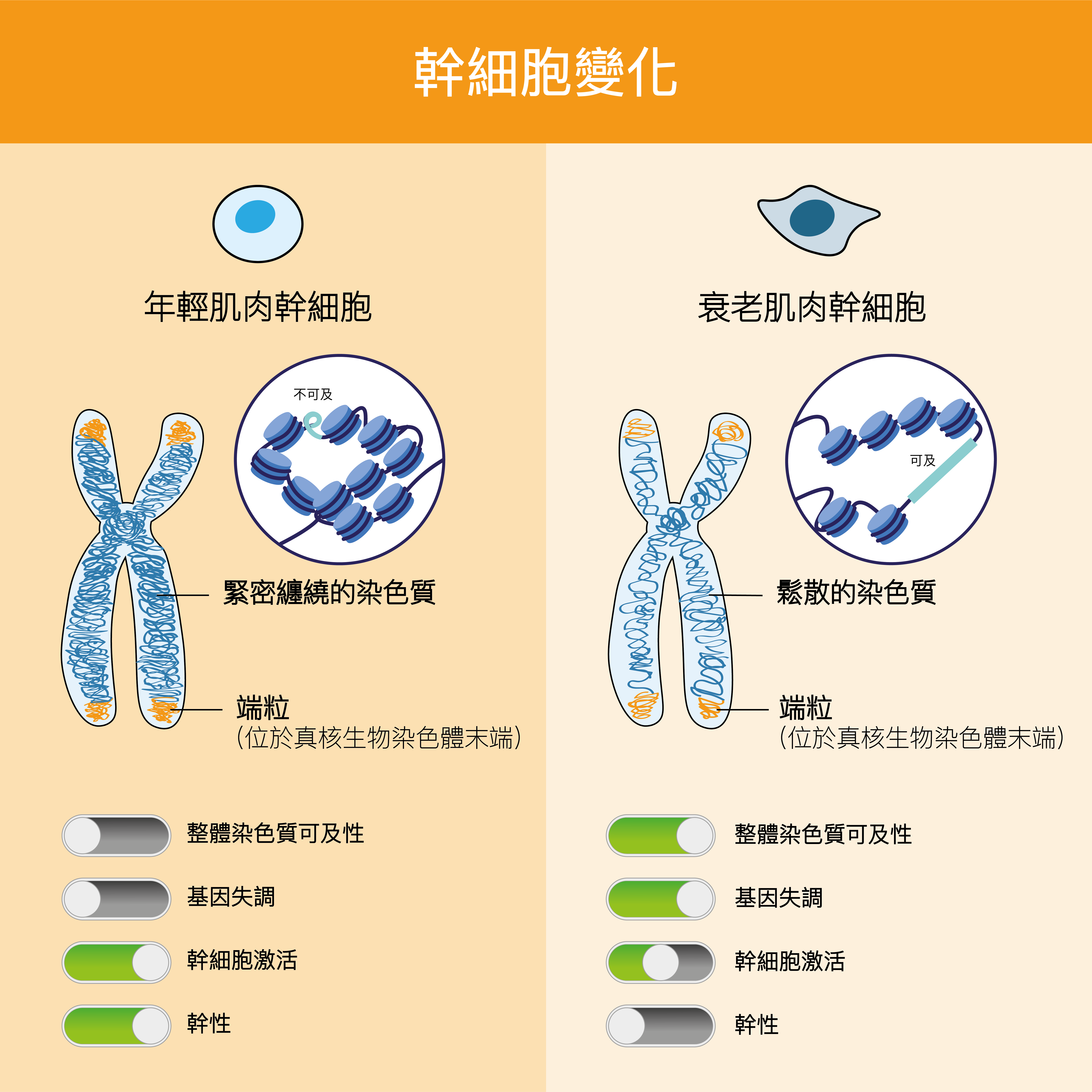 Changes in aging stem cells